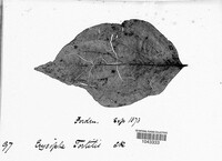 Erysiphe tortilis image